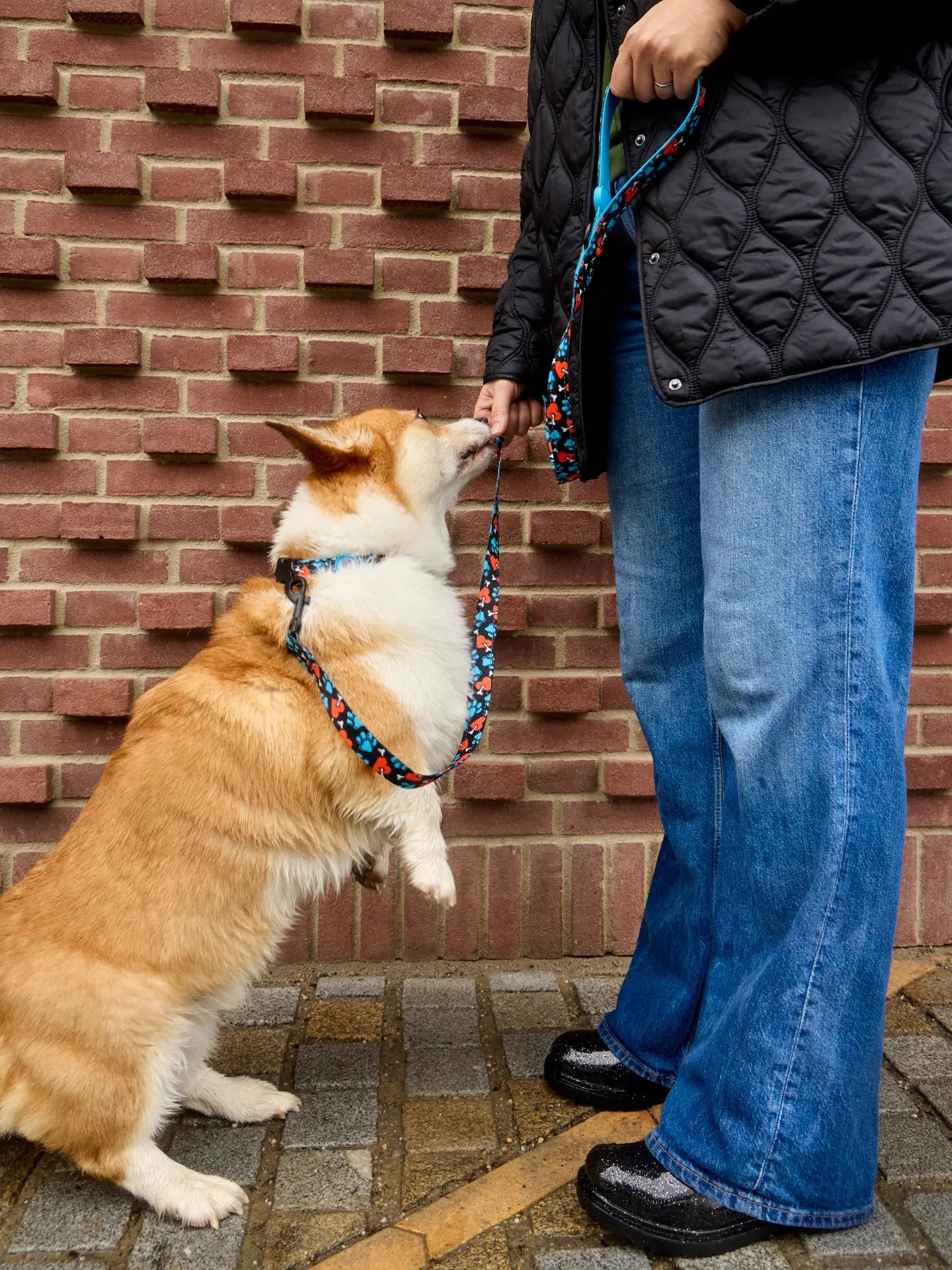 dog-leash-hearts-paws-18/1806250be5bbb465e4f588957048c8adaad06a23
